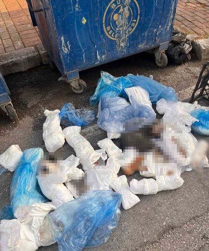 İzmir'deki '33 ölü kedi' vahşetinde yeni gelişme
