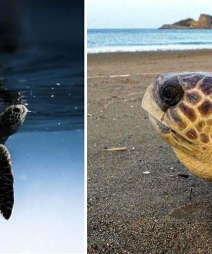 Caretta carettaların yumurtlama dönemi başladı