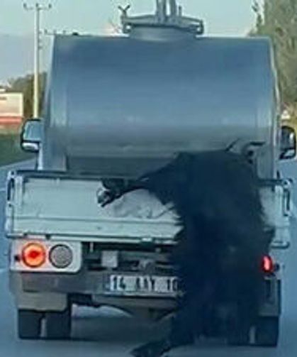 Kurbanlık hayvanı kamyonetin arkasından sarkıtarak taşıdı!