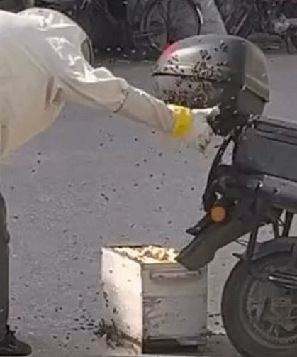 Arılar motosiklette oğul verdi