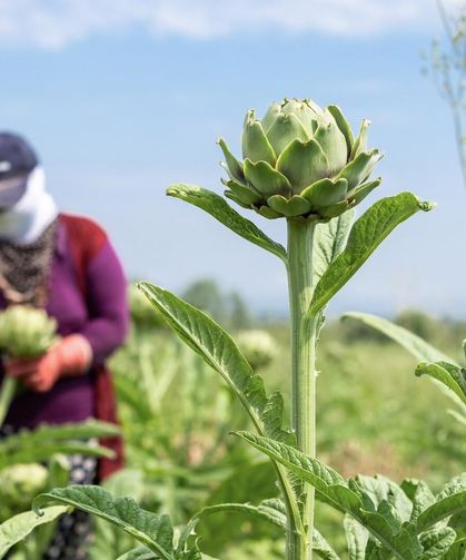 Uluabat Gölü havzasında "Hasanağa Enginarı Hasat Programı"