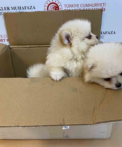 Ticaret Bakanlığı Gümrükler Muhafaza ekiplerinden yavru köpeklere yönelik kaçakçılık girişimine geçit yok
