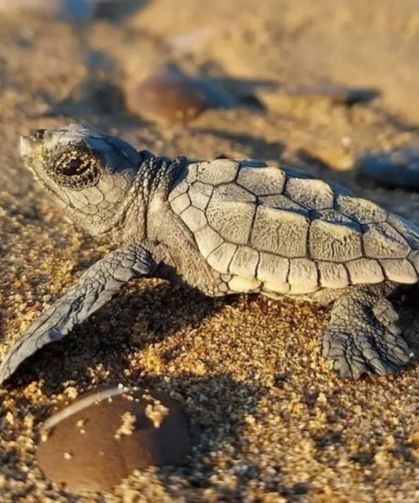 Ula'da sahilde Caretta Caretta bulundu