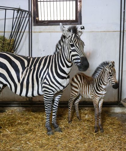 Bursa Hayvanat Bahçesi’nde zebra ailesi büyüyor