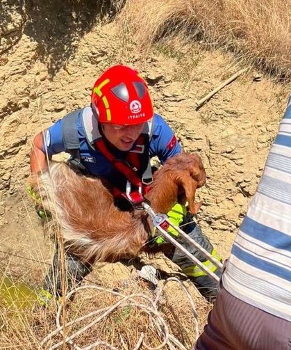 Çukura düşen küçükbaş hayvanı itfaiye kurtardı