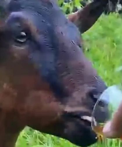 Bardaktan çay içen keçi yürekleri ısıttı