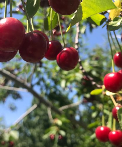 Stokların azlığı ve yüksek aroma tercihi Sultandağı vişnesini değerli yaptı