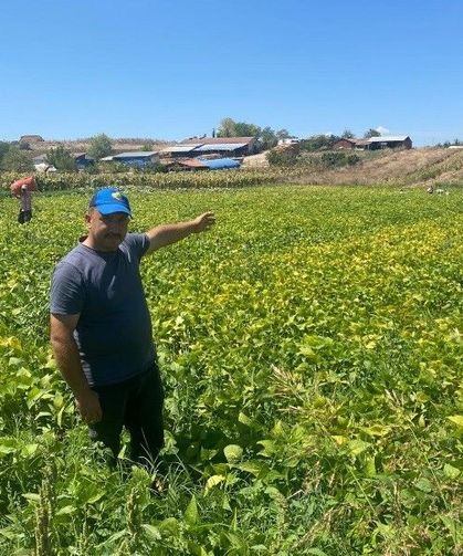 Bursa'da şeker fasulyesi bolluğu