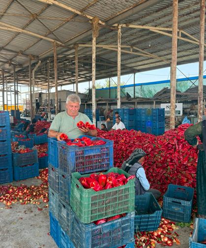 Karacabey Ovası'nda kapya biber üreticilerinden fiyat tepkisi