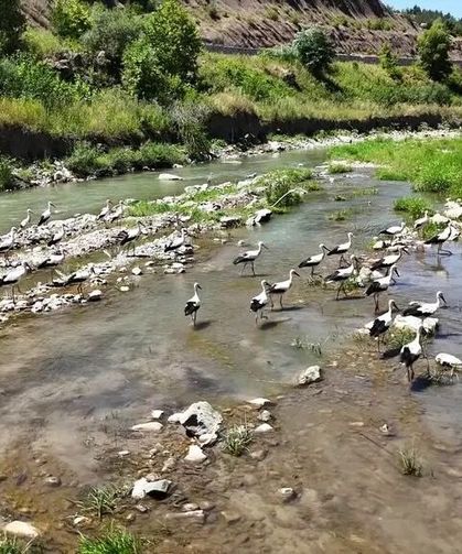 Çay'da mesken tuttular: Şehre giden yolun bekçisi oldular!