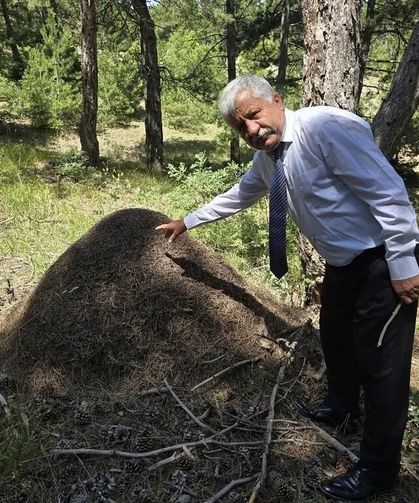 Belgeselden fırlamış gibi! Dev karınca yuvaları görenleri hayrete düşürüyor