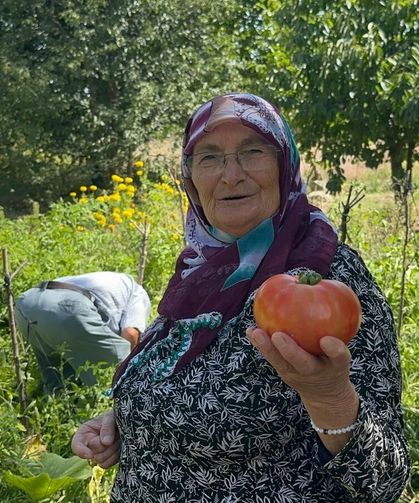 Bursa’da sıra dışı yöntem: Güvercin gübresini bir yıl bekletip domates yetiştiriyor