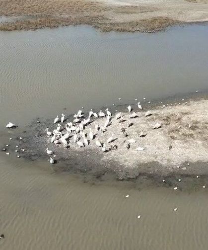 Bursa’da gölün misafirleri pelikanlar oldu