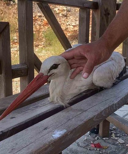 Bitkin düşen leyleğe mahallenin gençleri sahip çıktı