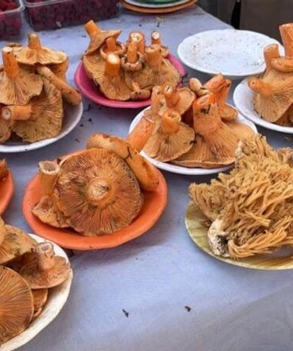 Bolu ormanlarında mantar bereketi! Kilosu 600 liraya kadar çıkıyor
