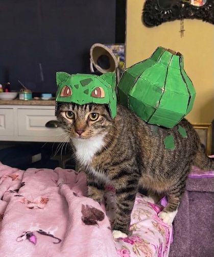 Pokémon kostümlü kedi Leo sosyal medyayı salladı