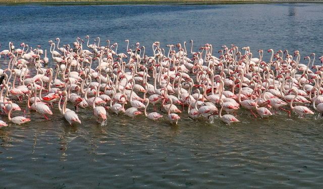 Flamingoların yaşam alanı tehdit altında