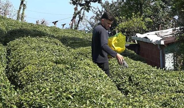 Yaş çay üreticileri son hazırlıklarını tamamlıyor