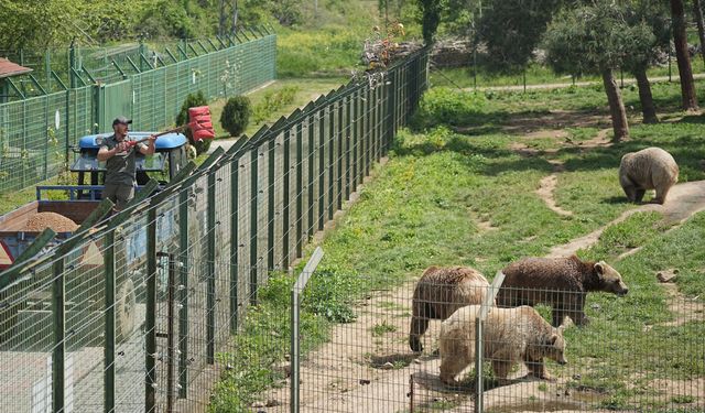 Sevimli yavru ayılar güvenli yuvalarına yerleştirildi