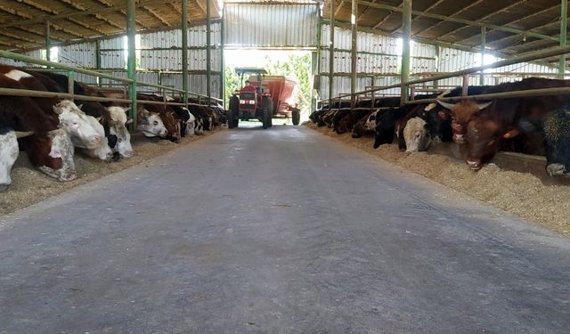 Kurban telaşı başladı: Fiyatlarda değişiklik yok