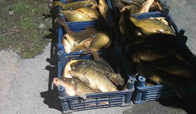 Elazığ’da kaçak avlanılan 210 kilo balık ele geçirildi