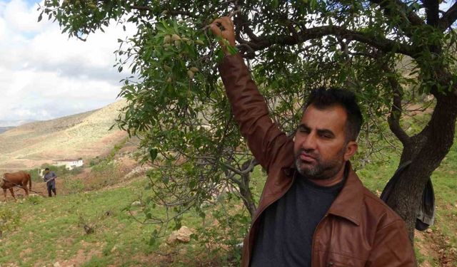 Gercüş’te badem çiftçinin yüzünü güldürdü