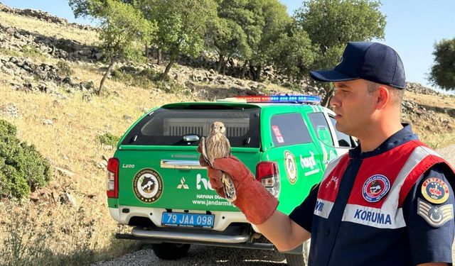 Yaralı bulunan Kerkenez kuşu koruma altına alındı