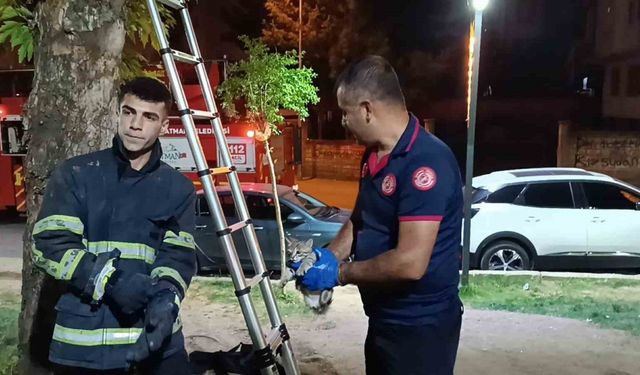 Ağaçta mahsur kalan kedi itfaiye ekibi tarafından kurtarıldı