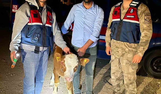 Çalınan 4 büyükbaş hayvan sahibine teslim edildi