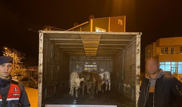 Enez’de ağıldan 6 adet hayvan çalan şüpheliler yakalandı