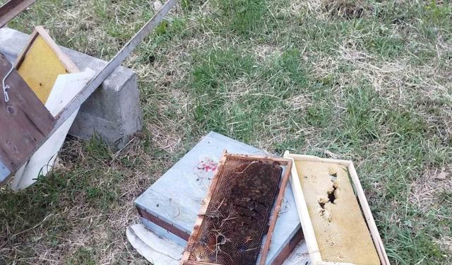 Kastamonu’da ayı 6 arı kovanını parçaladı