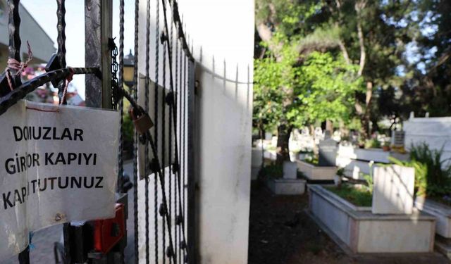 Marmaris’te vatandaşı canından bezdiren domuzlar, şimdi de mezarları tahrip etmeye başladı