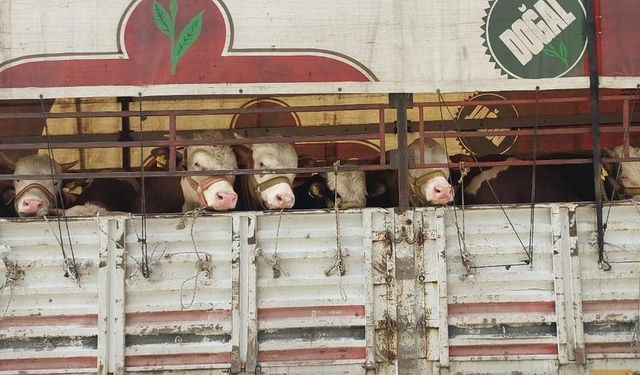 Salihli’de kurbanlık nakli yapan araçlara sıkı denetim