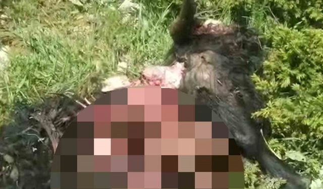 Tunceli’de ayı dehşeti: Bir kişi yaralandı, 31 küçükbaş hayvan telef oldu