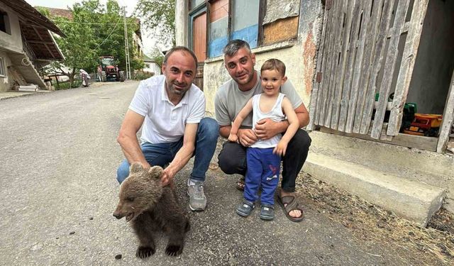 Türkeli’de annesiz bulunan yavru ayı kurtarıldı