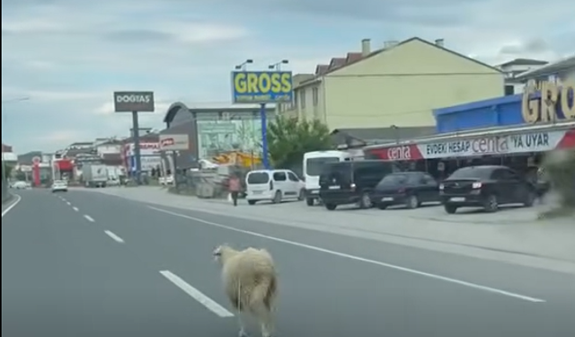 Yalova’da kaçak kurbanlık koyun trafiği birbirine kattı