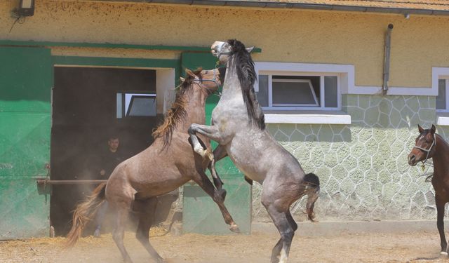 Arap aygırı Baba Mevlüt'ün spermaları 250 bin liradan satılıyor