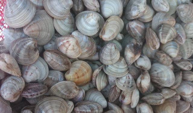 Deniz patlıcanı üretiminde patlama: Yüzde 438 artış