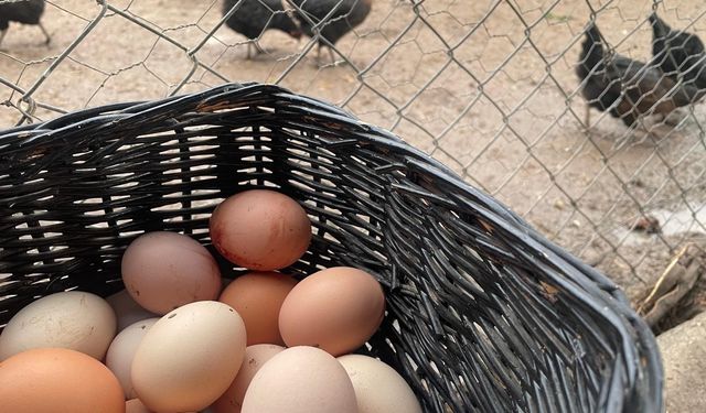 Yumurta üretiminde sert düşüş: 6 ayda 330 milyon adetlik azalma