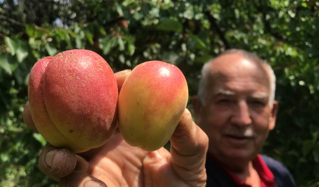Kayısı fiyatının tazesi 100 TL iken kurusu bin lirayı aştı!
