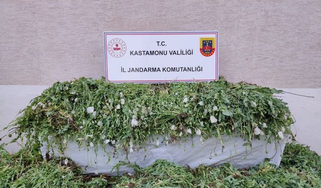Kastamonu’da 120 bin kök haşhaş ele geçirildi
