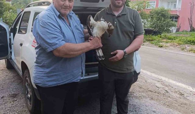 Kastamonu’da yaralı halde bulunan şahin, tedavi altına alındı