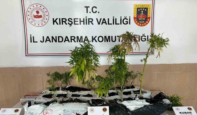 Kırşehir’de uyuşturucu operasyonu: 40 kök kenevir ele geçirildi