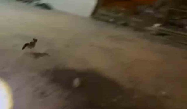 Minibüsün motoruna sıkışan kedi itfaiye ekiplerince kurtarıldı