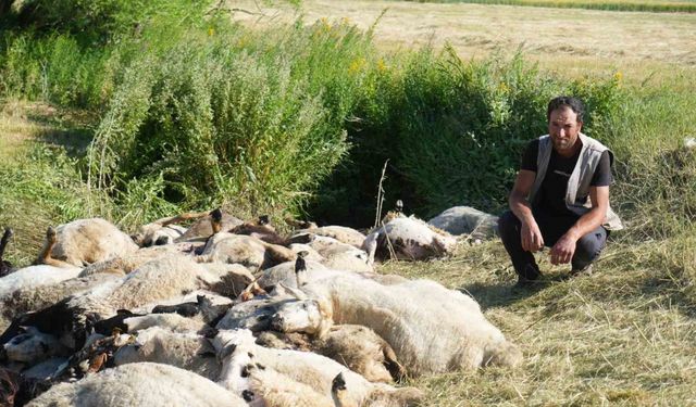 Muş’ta 150 koyun telef oldu