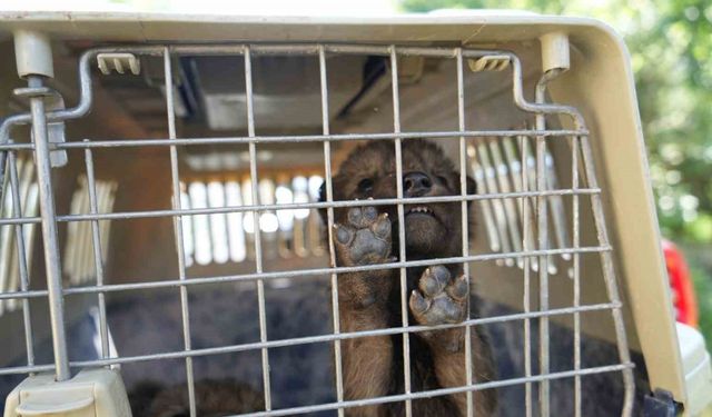 Muş’ta yaylada bulunan 4 kurt yavrusu koruma altına alındı