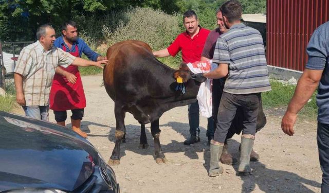 Sinop’ta kurbanlık kaçtı, köyde kısa süreli panik yaşandı