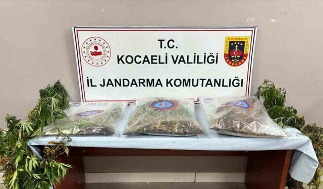 556 kök kenevir ve 5 kilo skunk ele geçirildi: 2 şüpheli tutuklandı