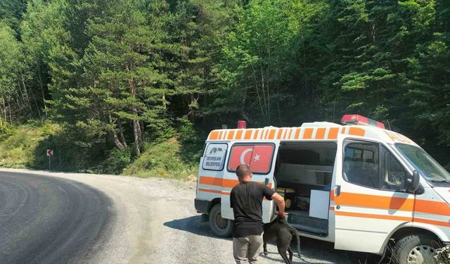 8 metre derinliğindeki rögara düşen köpekler kurtarıldı