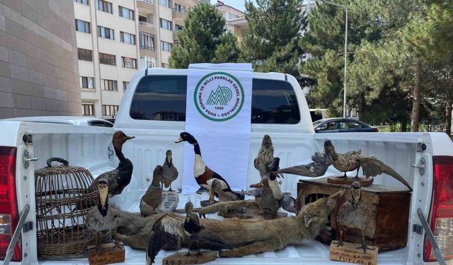 Afyonkarahisar’da 14 tahnit hayvan ve 2 kafes ele geçirildi